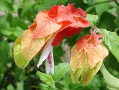 Beloperone guttata (camarón)